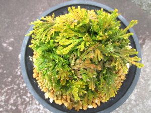 画像3: 麒麟冠　（4.5号プラ）