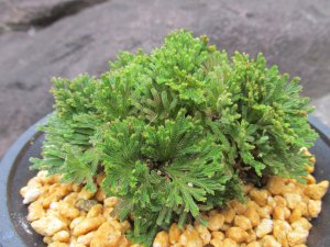 画像2: 紫玉　（4.5号プラ）