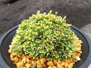 画像1: 銀星冠　（4.5号プラ）