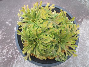 画像3: 女峰　（4.5号プラ）