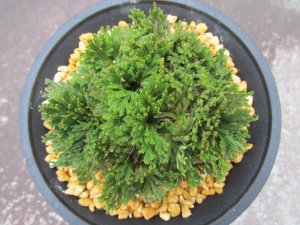 画像3: 紫玉　（4.5号プラ）