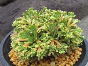 画像2: 里見　（4.5号プラ）