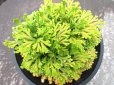 画像3: 栄獅子　（4.5号プラ） (3)