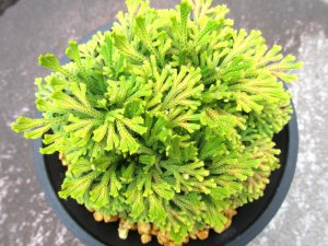 画像3: 栄獅子　（4.5号プラ）