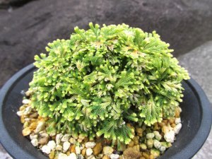画像1: 志峰閣　（4.5号プラ）