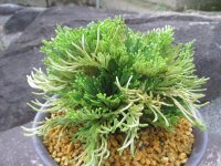 青柳　（6号プラ）