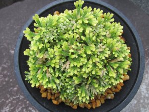 画像3: 三恵ノ華　（4.5号プラ）