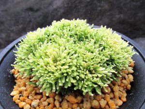 画像2: 金晃殿　（4号プラ）