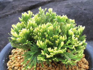 画像1: 王冠　（5号プラ）
