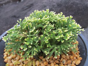画像2: 雲井鶴　（4.5号プラ）