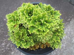 画像3: 泰山宝　（4.5号プラ）