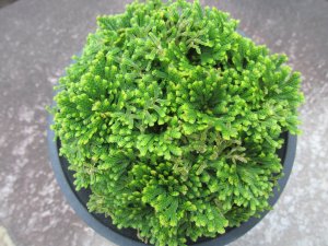 画像3: 鳳明殿　（4.5号プラ）