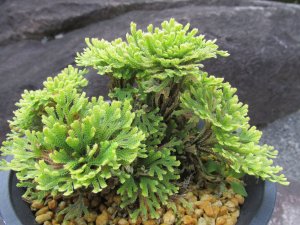 画像2: 泰山宝　（4.5号プラ）