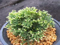 雲井鶴　（4.5号プラ）