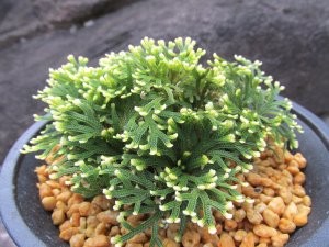 画像1: 雲井鶴　（4.5号プラ）