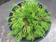 画像3: 紫炎龍　（4.5号プラ） (3)