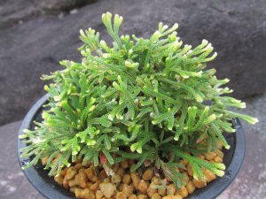 画像2: 朝日滝　（4.5号プラ）