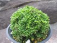 画像2: 鳳明殿　（4.5号プラ） (2)