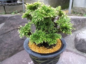 画像1: イワヒバ特選品【晃明殿】（8号化粧鉢）