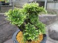 画像4: イワヒバ特選品【晃明殿】（8号化粧鉢）