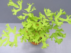 画像2: 金魚葉ゼンマイ上株（4.5号プラ）