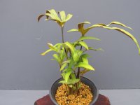 モミジヒトツバ（4.5号プラ）