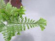 画像3: 金魚葉シノブ（4号プラ） (3)
