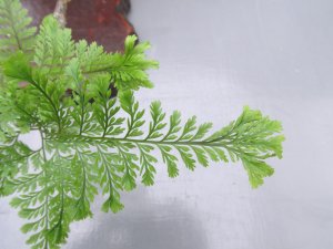 画像3: 金魚葉シノブ（4号プラ）