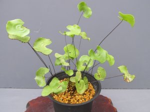 画像1: ヒトツバホウライシダ上株（4.5号プラ）