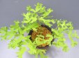 画像2: 金魚葉ゼンマイ上株（4.5号プラ） (2)
