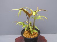 モミジヒトツバ（4.5号プラ）
