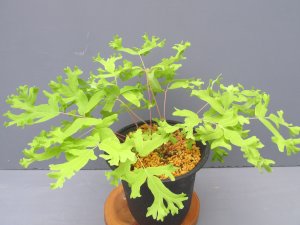 画像1: 金魚葉ゼンマイ上株（4.5号プラ）