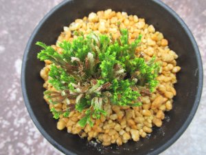 画像2: イワヒバ珍稀種【墨独歩】（3号プラ鉢）