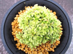 画像3: イワヒバ珍稀種【光鳳ノ華】（4号プラ鉢）