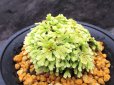 画像2: イワヒバ珍稀種【光鳳ノ華】（4号プラ鉢） (2)