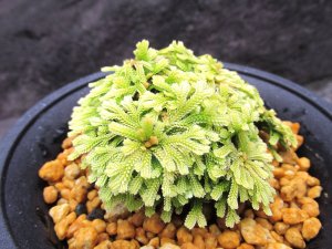 画像2: イワヒバ珍稀種【光鳳ノ華】（4号プラ鉢）