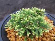 画像1: 富士之華　（4号プラ） (1)