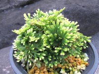 雲上錦　（4.5号プラ）