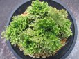 画像3: 琥珀錦　（4.5号プラ） (3)
