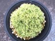 画像3: 金晃殿　（4号プラ） (3)