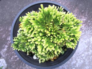 画像3: 雲上錦　（4.5号プラ）