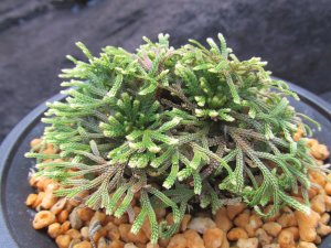 画像2: 平成錦　（4.5号プラ）