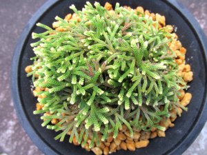 画像3: 平成錦　（4.5号プラ）