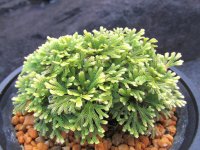 志峰閣　（4.5号プラ）