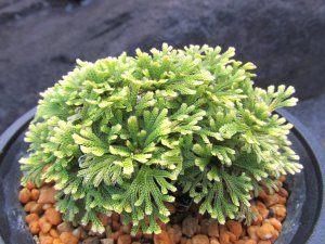 画像1: 志峰閣　（4.5号プラ）