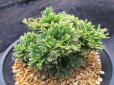 画像1: 琥珀錦　（4.5号プラ） (1)