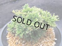 琥珀錦　（4.5号プラ）