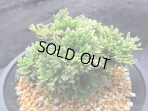 画像1: 琥珀錦　（4.5号プラ）