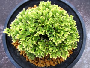 画像3: 志峰閣　（4.5号プラ）