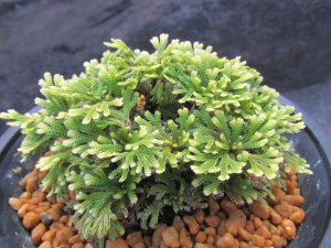 画像2: 志峰閣　（4.5号プラ）